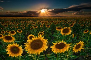 Sunflowers are one of God's most beautiful creations, and a definite sign of God's love for us.  You can't help but be joyful! 