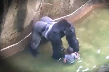 Gorilla and Kid