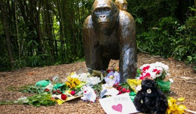 Harambe Shrine